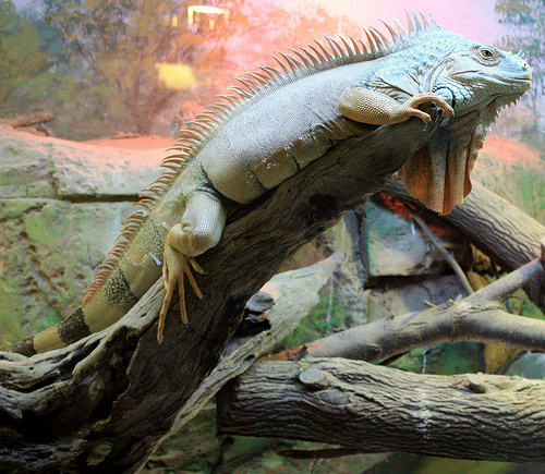 Iguana photo